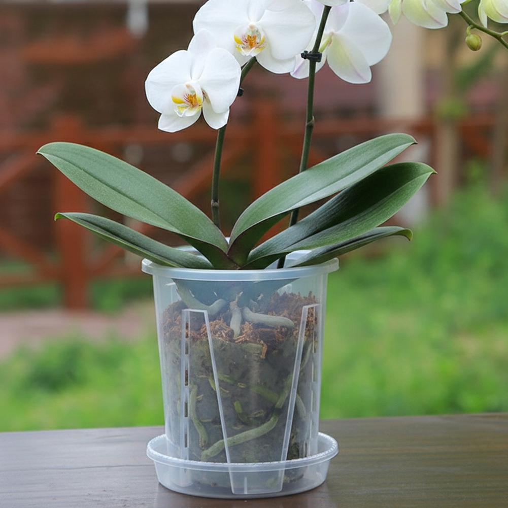 กระถางปลูกต้นไม้แบบโปร่งใส ควบ - Plant Parent บทวิจารณ์และราคา