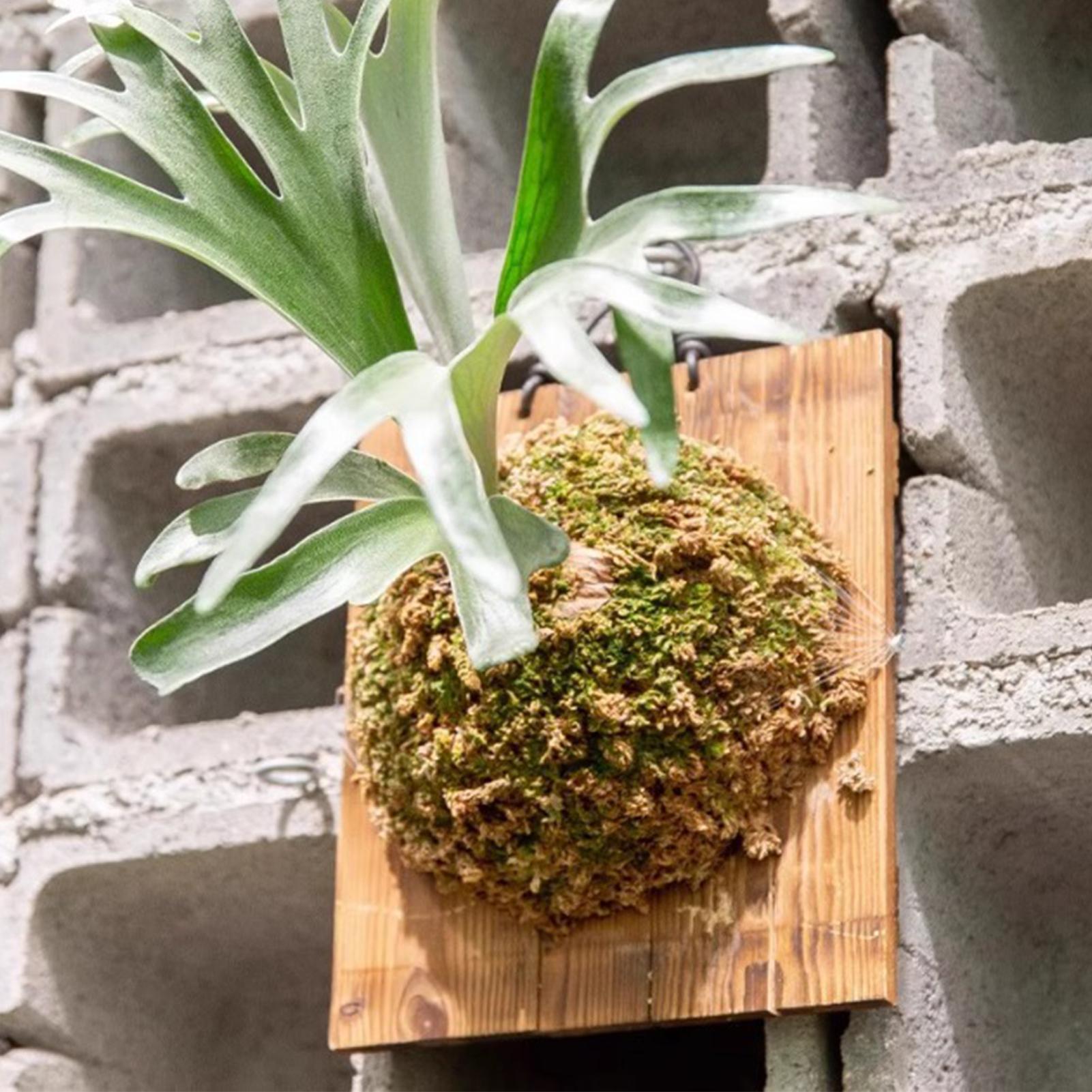 กระถางแขวนติดผนังลายใบเฟิร์นลา - Plant Parent บทวิจารณ์และราคา