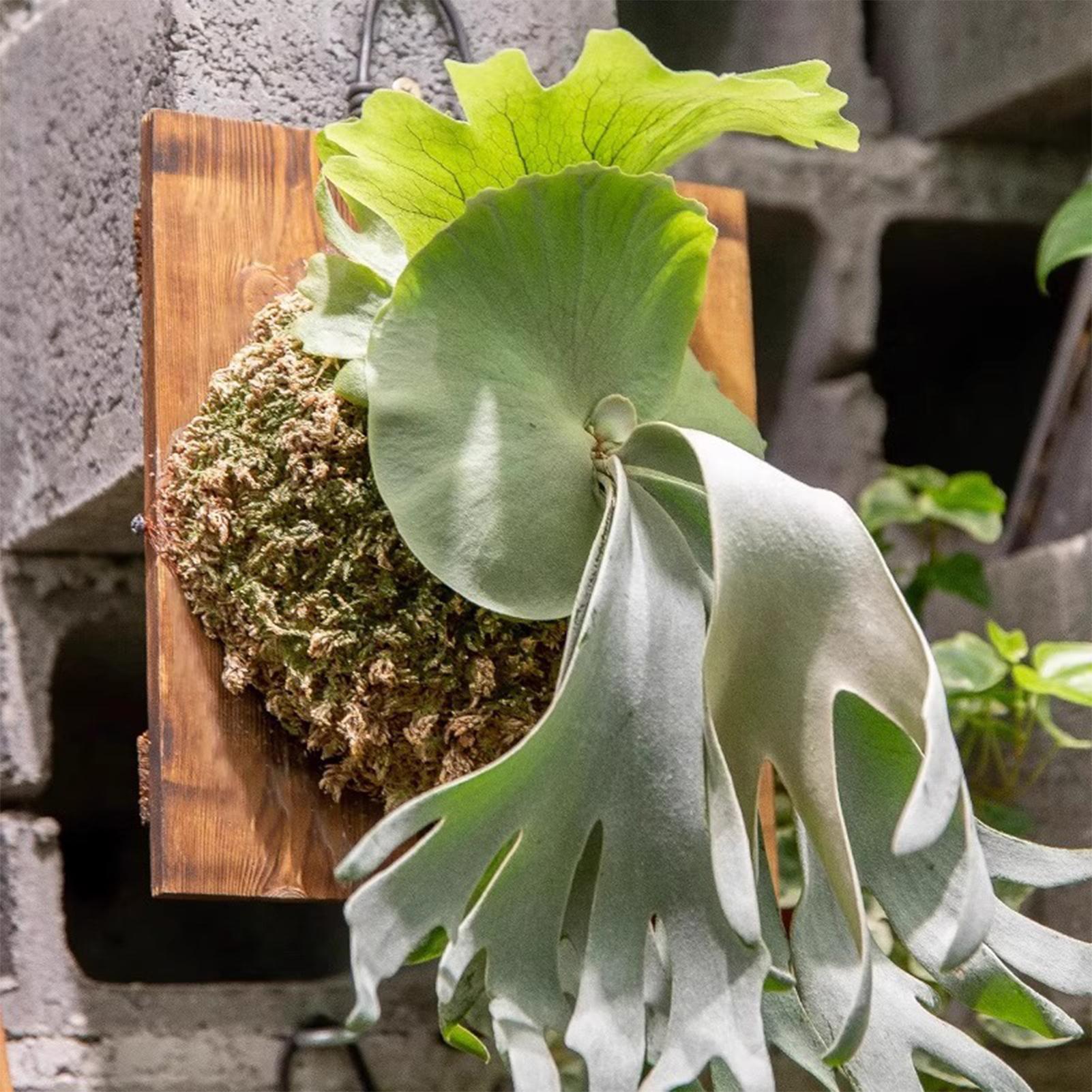 กระถางแขวนติดผนังลายใบเฟิร์นลา - Plant Parent บทวิจารณ์และราคา